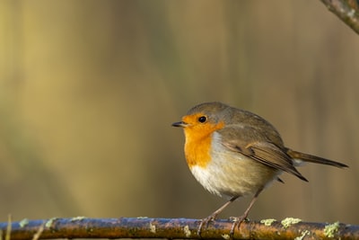 European Robins
